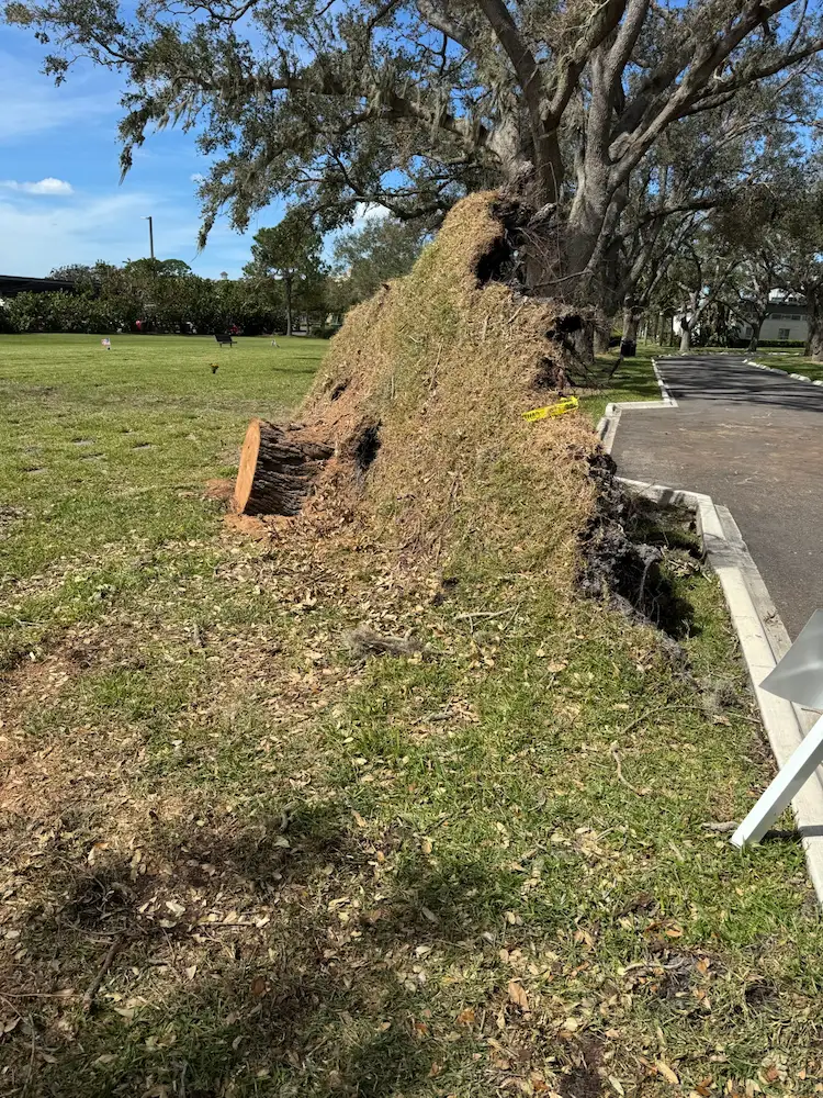 Bay Pines National Cemetery Emergency Tree Removal